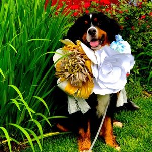 Doggie Wedding Collar